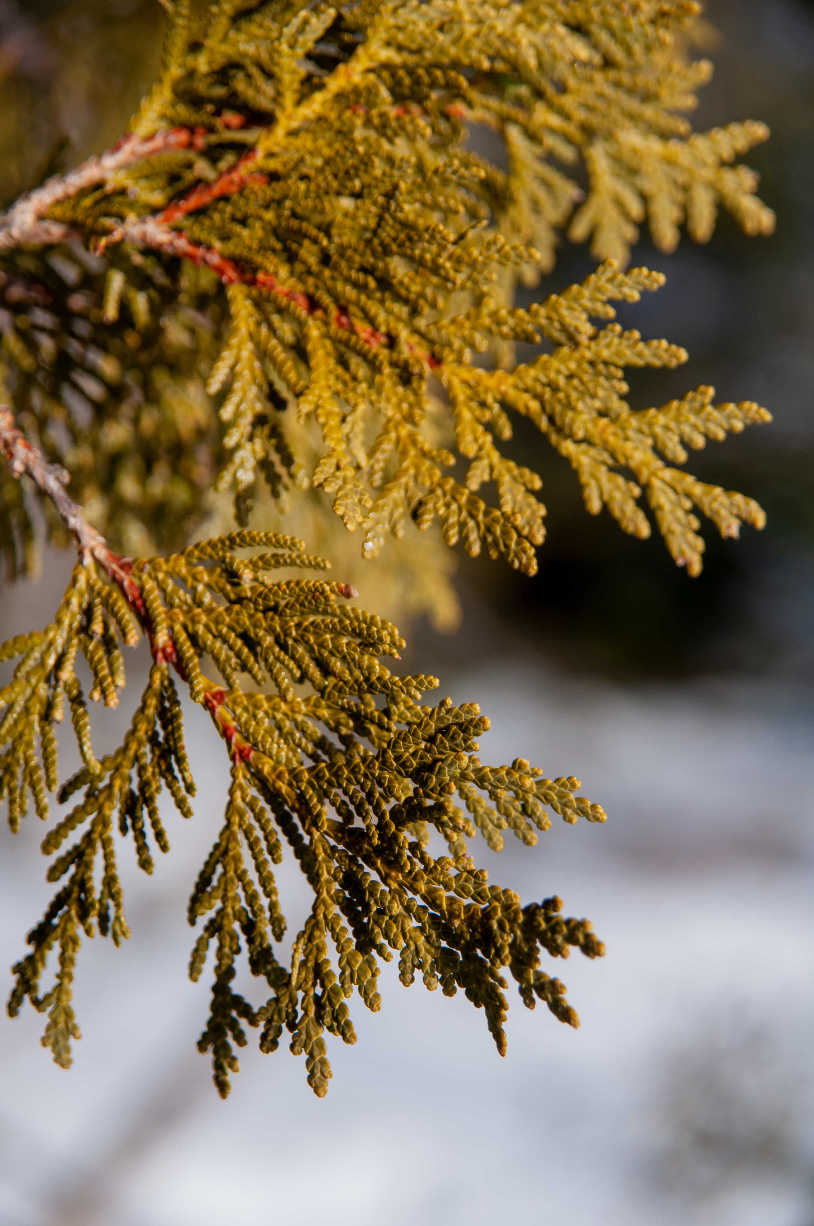 Cedar leaves.