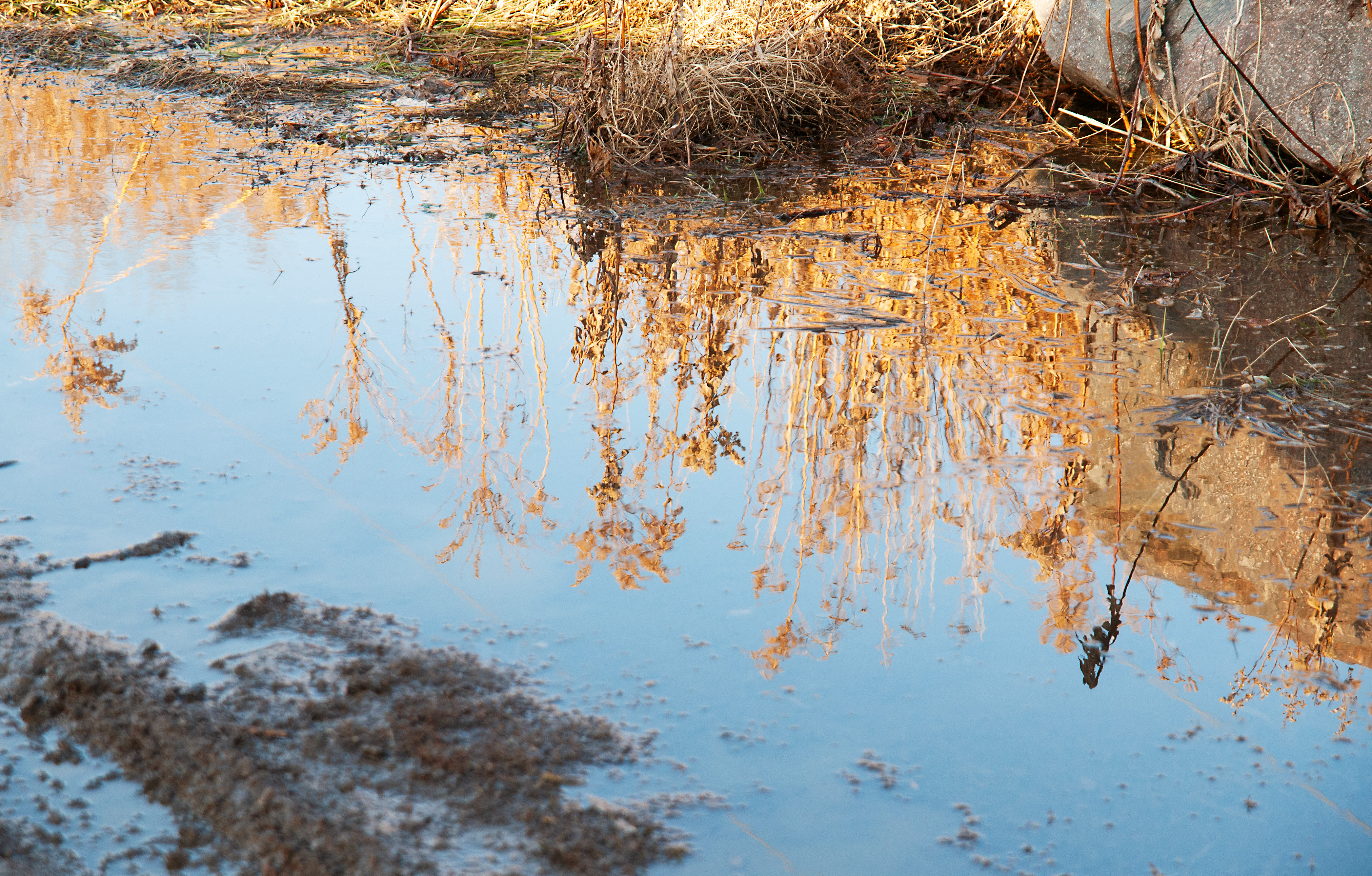 Reflection of grass in a puddle.