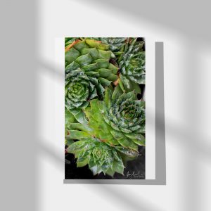 green succulents on canvas