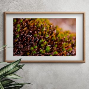 moss closup in frame