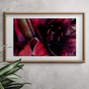 red lily framed