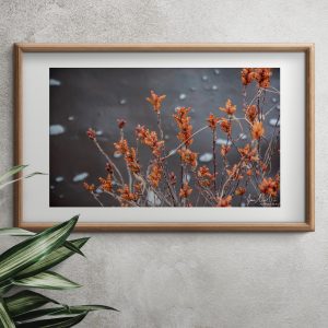 river buds framed