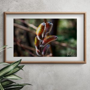 spring bud framed